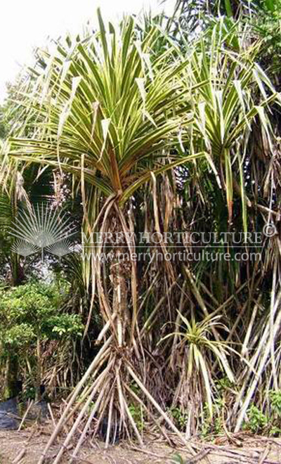 Pandanus tectoris yellow3